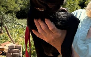 2026_Nordic-Strays-2_Welpen_00 (10)