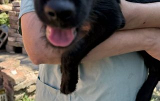 2026_Nordic-Strays-2_Welpen_00 (11)
