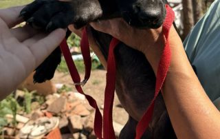 2026_Nordic-Strays-2-Welpen_00 (3)