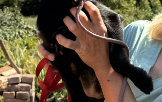 2026_Nordic-Strays-2_Welpen_00 (3)