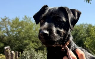 2026_Nordic-Strays-2_Welpen_00 (4)