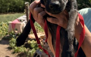 2026_Nordic-Strays-2-Welpen_00 (5)