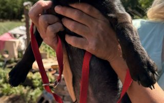 2026_Nordic-Strays-2-Welpen_00 (6)