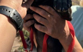 2026_Nordic-Strays-2-Welpen_00 (7)