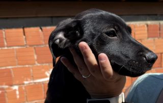2026_Nordic-Strays-2-Welpen_00 (8)