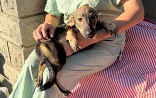 2026_Nordic-Strays-3_Welpen_00 (1)