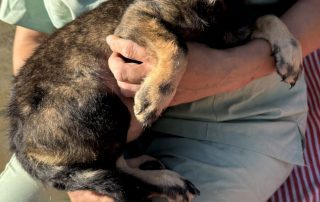 2026_Nordic-Strays-3_Welpen_00 (3)