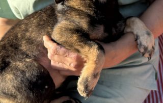 2026_Nordic-Strays-3_Welpen_00 (7)