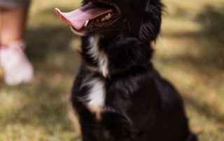 2026_Nordic-Strays-3Welpen_Flora_00 (1)