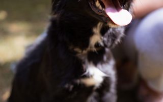 2026_Nordic-Strays-3Welpen_Flora_00 (11)