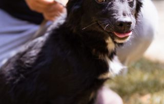 2026_Nordic-Strays-3Welpen_Flora_00 (14)