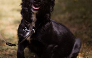 2026_Nordic-Strays-3Welpen_Flora_00 (16)