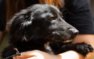 2026_Nordic-Strays-3Welpen_Flora_00 (2)
