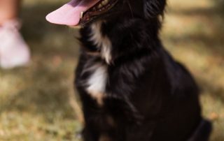 2026_Nordic-Strays-3Welpen_Flora_00 (20)