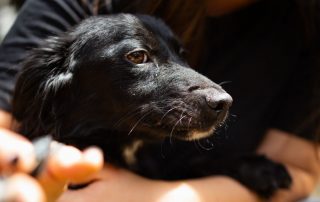 2026_Nordic-Strays-3Welpen_Flora_00 (3)