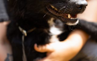 2026_Nordic-Strays-3Welpen_Flora_00 (6)