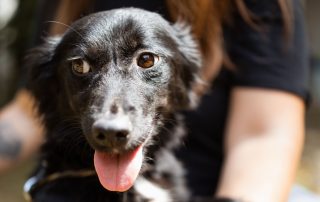2026_Nordic-Strays-3Welpen_Flora_00 (8)