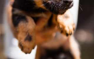 2026_Nordic-Strays-3Welpen_Mischa_00 (2)