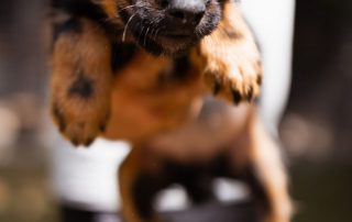 2026_Nordic-Strays-3Welpen_Mischa_00 (3)