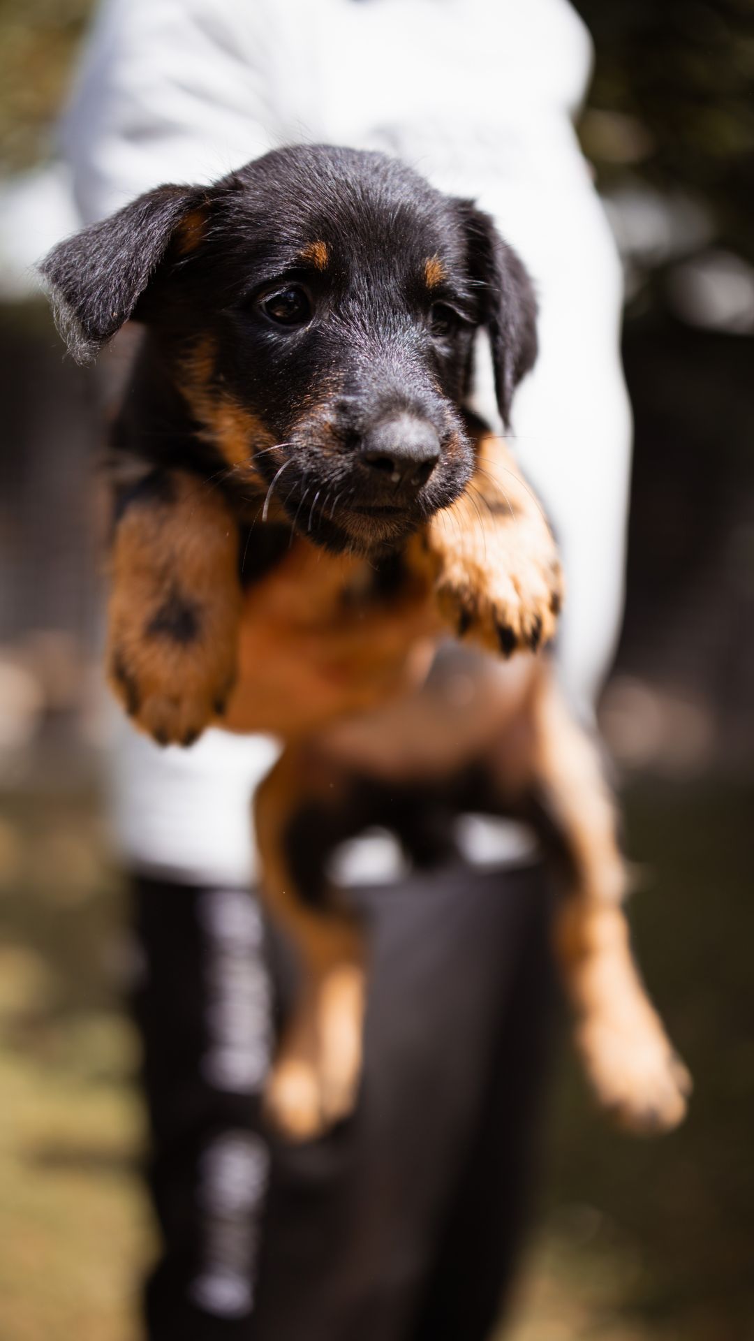 2026_Nordic-Strays-3Welpen_Mischa_00 (3)