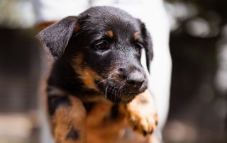 2026_Nordic-Strays-3Welpen_Mischa_00 (4)