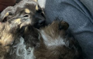 2026_Nordic-Strays-5Welpen_002