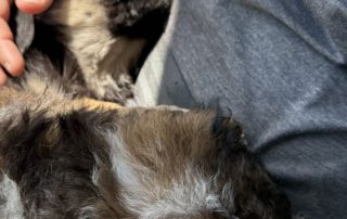 2026_Nordic-Strays-5Welpen_003