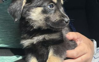 2026_Nordic-Strays-5Welpen_006