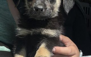 2026_Nordic-Strays-5Welpen_009