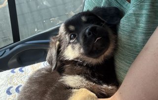 2026_Nordic-Strays-5Welpen_013