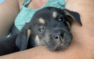 2026_Nordic-Strays-5Welpen_022