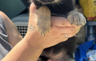 2026_Nordic-Strays-5Welpen_039