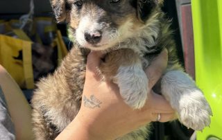 2026_Nordic-Strays-5Welpen_050