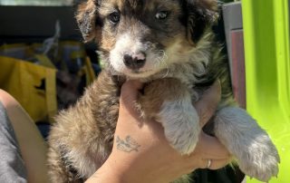 2026_Nordic-Strays-5Welpen_051