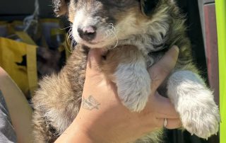 2026_Nordic-Strays-5Welpen_052