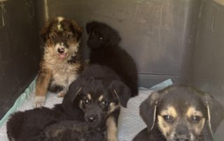 2026_Nordic-Strays-5Welpen_058