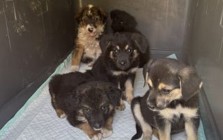 2026_Nordic-Strays-5Welpen_059