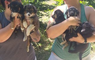 2026_Nordic-Strays-5Welpen_060