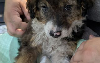 2026_Nordic-Strays-5Welpen_061