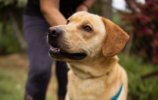 2026_Nordic-Strays-Arly_00 (0)