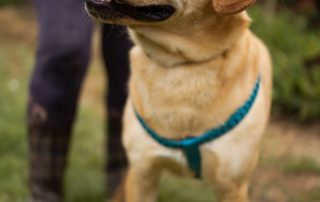 2026_Nordic-Strays-Arly_00 (1)