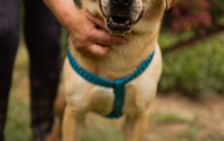 2026_Nordic-Strays-Arly_00 (2)