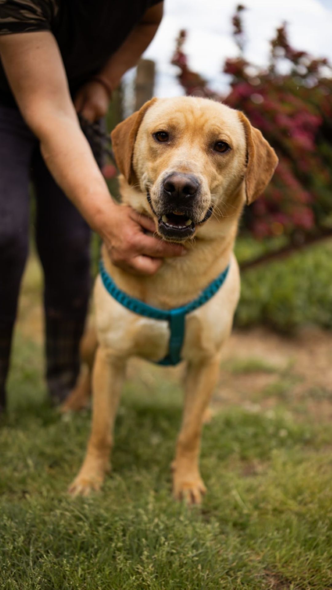 2026_Nordic-Strays-Arly_00 (2)