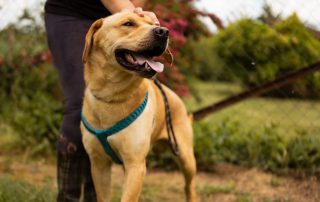 2026_Nordic-Strays-Arly_00 (3)