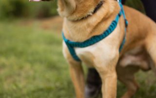 2026_Nordic-Strays-Arly_00 (4)