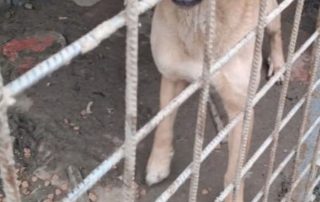 2026_Nordic-Strays-Arly_00 (5)