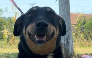 2026_Nordic-Strays-Beba_00 (1)