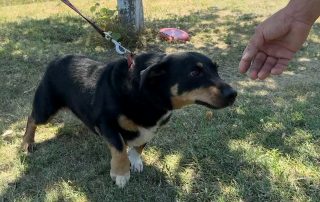 2026_Nordic-Strays-Beba_00 (10)
