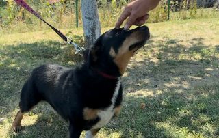2026_Nordic-Strays-Beba_00 (11)