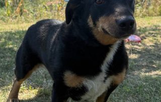 2026_Nordic-Strays-Beba_00 (12)
